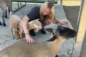 Rescuing Animals: Love Always Sanctuary - CA Farm Haven | The Conscious Farmer | Sustainable Agriculture for a Healthier Planet