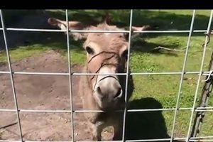 Visit Animal Haven Farm Zoo: A Rescue Paradise! | The Conscious Farmer | Sustainable Agriculture for a Healthier Planet