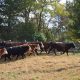 Your Guide: Farm Bureau McMinnville TN Info + More! | The Conscious Farmer | Sustainable Agriculture for a Healthier Planet