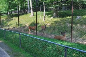 Visit French Creek WV Game Farm: Wildlife Awaits! | The Conscious Farmer | Sustainable Agriculture for a Healthier Planet