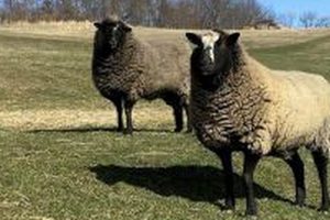 Your Local Little Creek Farm Vet: Expert Care! | The Conscious Farmer | Sustainable Agriculture for a Healthier Planet