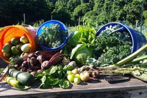 Visit Turtle Creek Farm: Your Local Family Farm! | The Conscious Farmer | Sustainable Agriculture for a Healthier Planet