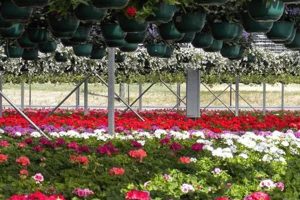 Discover Aarons Creek Farms: Your Local Fresh Choice | The Conscious Farmer | Sustainable Agriculture for a Healthier Planet