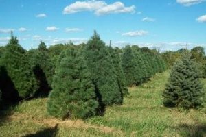 Grow with Milltown Creek Tree Farms: Your Premium Trees | The Conscious Farmer | Sustainable Agriculture for a Healthier Planet
