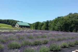 Deep Creek Lavender Farm: Blooms & Beauty Near You! | The Conscious Farmer | Sustainable Agriculture for a Healthier Planet