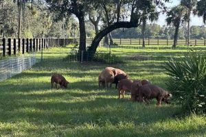 Discover Cypress Creek Farms: Your Local Fresh Choice | The Conscious Farmer | Sustainable Agriculture for a Healthier Planet