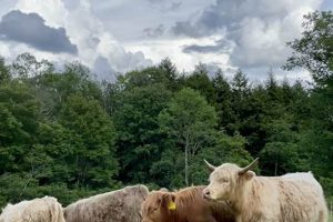 Discover Two Creek Farm: Sustainable Agriculture & More | The Conscious Farmer | Sustainable Agriculture for a Healthier Planet