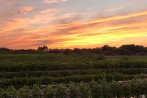Visit Gamble Creek Farm: Your Local Farm Fresh! | The Conscious Farmer | Sustainable Agriculture for a Healthier Planet