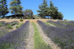 Visit Keys Creek Lavender Farm: Your [Location] Escape | The Conscious Farmer | Sustainable Agriculture for a Healthier Planet