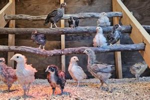 Discover Owl Creek Farms: Local & Sustainable | The Conscious Farmer | Sustainable Agriculture for a Healthier Planet