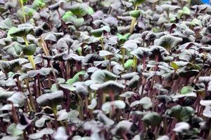 Creek Farm Lexington McClain: Lexington's Best | The Conscious Farmer | Sustainable Agriculture for a Healthier Planet