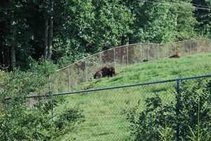 Visit West Virginia French Creek Game Farm: Wildlife Awaits! | The Conscious Farmer | Sustainable Agriculture for a Healthier Planet