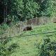 Visit West Virginia French Creek Game Farm: Wildlife Awaits! | The Conscious Farmer | Sustainable Agriculture for a Healthier Planet