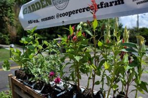 Your Guide to Cooper Creek Farm: Local & Sustainable | The Conscious Farmer | Sustainable Agriculture for a Healthier Planet