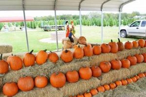 Visit Pipe Creek Tree Farm & Pumpkin Patch TX | Fall Fun! | The Conscious Farmer | Sustainable Agriculture for a Healthier Planet