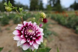 Buy Lynch Creek Farms Dahlias: Blooms & Bouquets Delivered | The Conscious Farmer | Sustainable Agriculture for a Healthier Planet