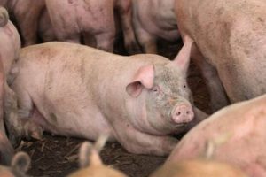 Indiana Animal Farm Bill: Inspection Rules & More | The Conscious Farmer | Sustainable Agriculture for a Healthier Planet