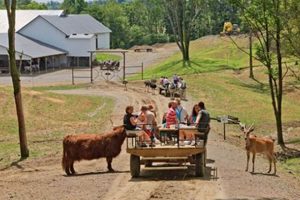Visit the Farm at Walnut Creek, Ohio: Amish Country Fun! The Conscious Farmer | Sustainable Agriculture for a Healthier Planet Visit the Farm at Walnut Creek, Ohio: Amish Country Fun! | The Conscious Farmer | Sustainable Agriculture for a Healthier Planet