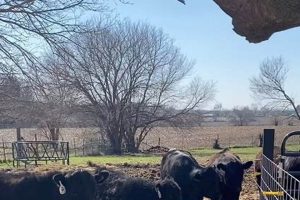 Legacy at Grant Family Farm: Sustainable Farming Tips | The Conscious Farmer | Sustainable Agriculture for a Healthier Planet