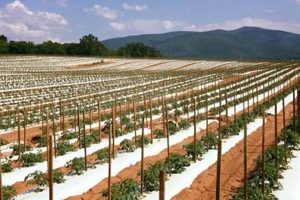 Explore Smoky Mountain Family Farms: Heritage &amp; Harvest | The Conscious Farmer | Sustainable Agriculture for a Healthier Planet