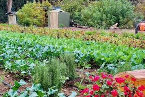 Thorne Family Farm | The Conscious Farmer | Sustainable Agriculture for a Healthier Planet