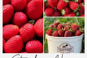 Backwoods Family Farm: Sustainably Growing Tradition | The Conscious Farmer | Sustainable Agriculture for a Healthier Planet