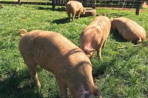 Your Guide to Evans Family Farm: Sustainable Practices &amp; More! | The Conscious Farmer | Sustainable Agriculture for a Healthier Planet
