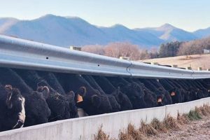Discover Family Farm Hidden Valley: A Rural Escape | The Conscious Farmer | Sustainable Agriculture for a Healthier Planet