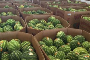 Discover Sutton Family Farms: Fresh, Local & Sustainable | The Conscious Farmer | Sustainable Agriculture for a Healthier Planet