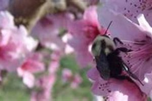 Discover T & A Barbee Family Farm LLC: Your [Location] Farm | The Conscious Farmer | Sustainable Agriculture for a Healthier Planet