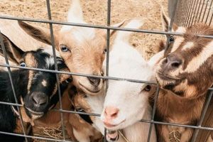 Your Guide to Meyers Family Farm TX: A Texas Farm | The Conscious Farmer | Sustainable Agriculture for a Healthier Planet