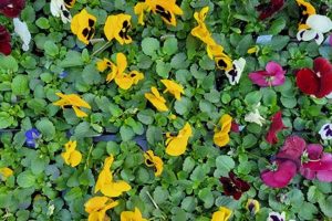 Visit Jefferis Family Farm Market: Fresh & Local! | The Conscious Farmer | Sustainable Agriculture for a Healthier Planet