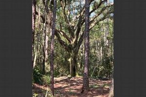 Visit Goff Family Farm: Local Produce in Moss Point, MS | The Conscious Farmer | Sustainable Agriculture for a Healthier Planet