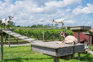 Belkin Family Lookout Farm | The Conscious Farmer | Sustainable Agriculture for a Healthier Planet