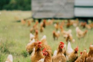 Shenk Family Farm: A Legacy of Sustainable Farms | The Conscious Farmer | Sustainable Agriculture for a Healthier Planet