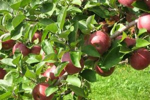 Visit Snell Family Farm Maine: A Family Tradition | The Conscious Farmer | Sustainable Agriculture for a Healthier Planet