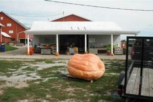 Visit Schacht Family Farm: Your Local Family Farm | The Conscious Farmer | Sustainable Agriculture for a Healthier Planet
