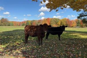 Darlin Family Farm: Fresh & Local Goodness! | The Conscious Farmer | Sustainable Agriculture for a Healthier Planet