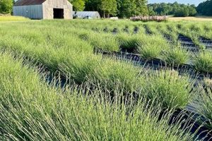 Dixon Family Farm | The Conscious Farmer | Sustainable Agriculture for a Healthier Planet