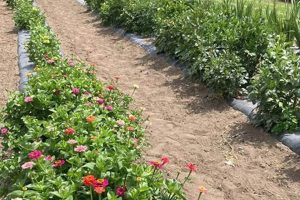 Growing with Francis Family Farms: Traditions &amp; More | The Conscious Farmer | Sustainable Agriculture for a Healthier Planet