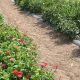 Growing with Francis Family Farms: Traditions &amp; More | The Conscious Farmer | Sustainable Agriculture for a Healthier Planet