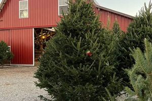 Discover Lloyd's Family Farm: A Legacy of Sustainable Agriculture | The Conscious Farmer | Sustainable Agriculture for a Healthier Planet