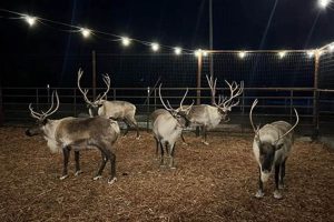 Visit Prescott Family Reindeer Farm: A Festive Family Farm! | The Conscious Farmer | Sustainable Agriculture for a Healthier Planet