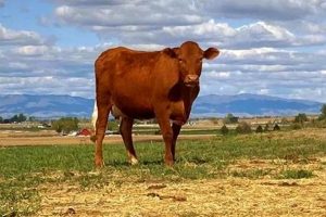 Visit Cooks Family Farm: Fresh &amp; Local Goodness | The Conscious Farmer | Sustainable Agriculture for a Healthier Planet