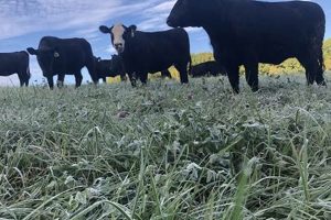 Value at Price Family Farm: Your Sustainable Source | The Conscious Farmer | Sustainable Agriculture for a Healthier Planet