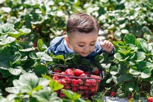 Grow with McGrath Family Farms: Your Local Farm! | The Conscious Farmer | Sustainable Agriculture for a Healthier Planet