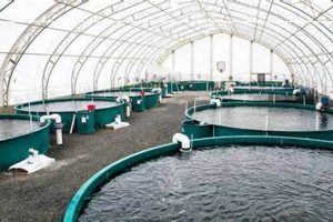 Essential Fish Farming Equipment Guide for Efficient Farms | The Conscious Farmer | Sustainable Agriculture for a Healthier Planet