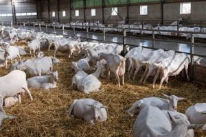 Essential Goat Farm Equipment: Tools &amp; Supplies | The Conscious Farmer | Sustainable Agriculture for a Healthier Planet