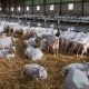 Essential Goat Farm Equipment: Tools &amp; Supplies | The Conscious Farmer | Sustainable Agriculture for a Healthier Planet