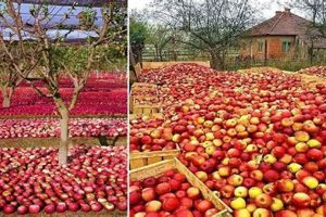 Best Apple Farm Equipment: Tools & Gear Guide | The Conscious Farmer | Sustainable Agriculture for a Healthier Planet